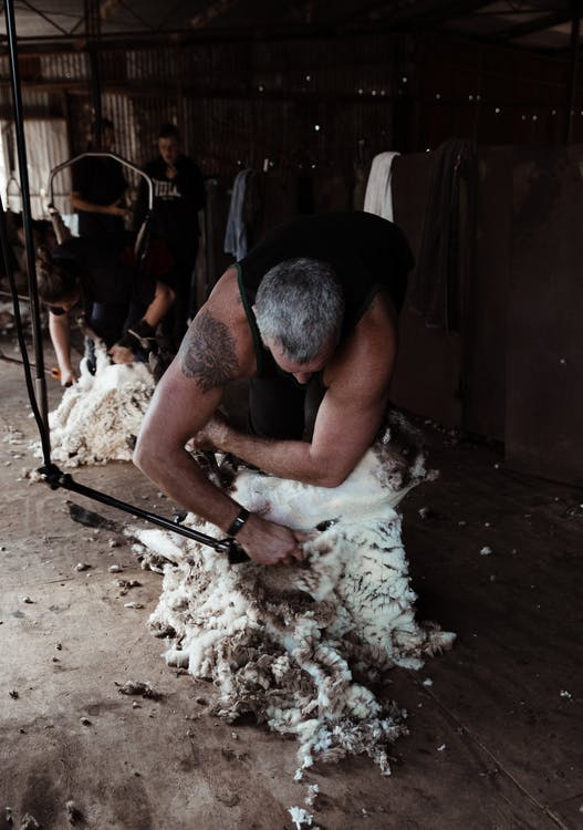 Here Are 3 Things You Need As a Shearing Professional